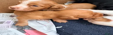 Cocker Spaniel 4