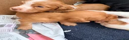 Cocker Spaniel dogs for sale: Working cocker spaniel  in Dorchester - Advert 4
