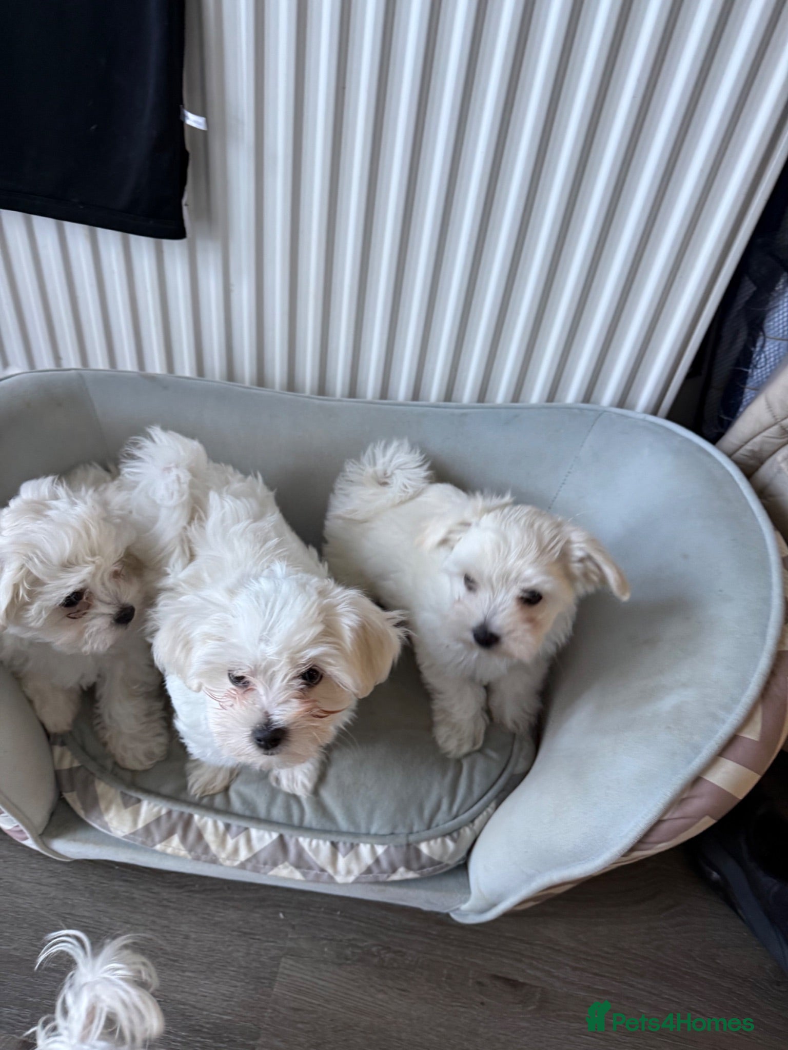 Maltipoo dogs Maltipoo - Advert 2