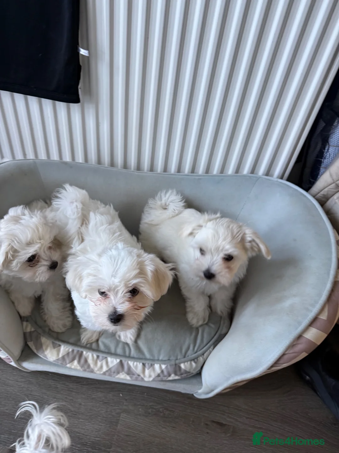 Maltipoo dogs for sale: Maltipoo - Advert 2