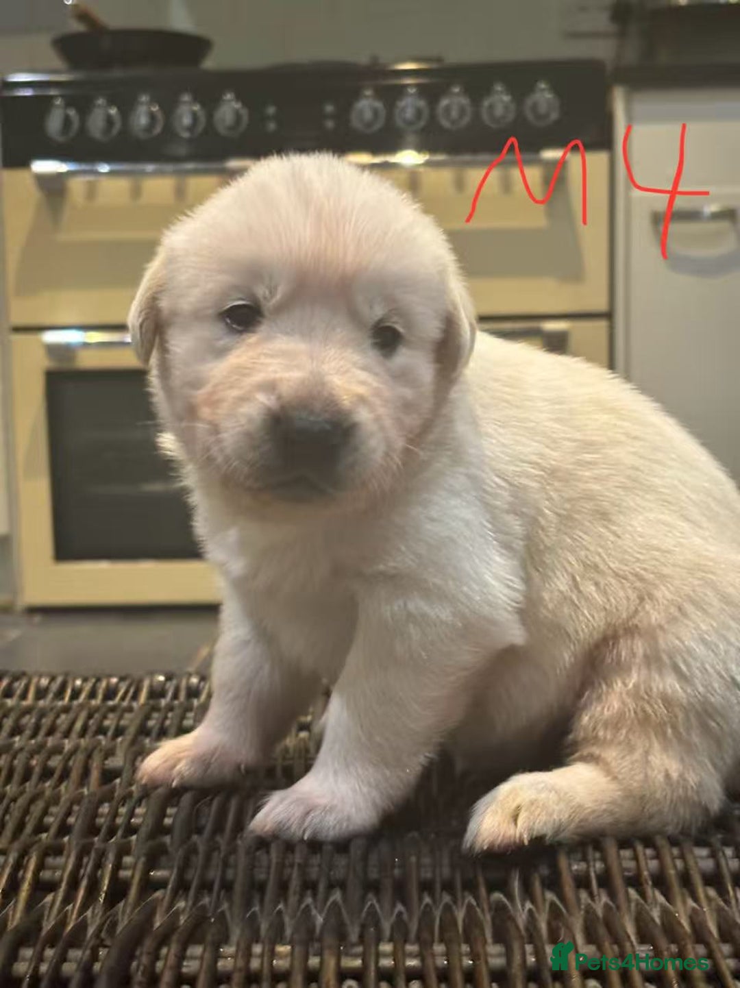 Mixed Breed dogs for sale: puppies for sale - Advert 5