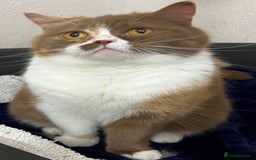 British Shorthair cats for sale: Cinnamon and White British Shorthair - Image 1