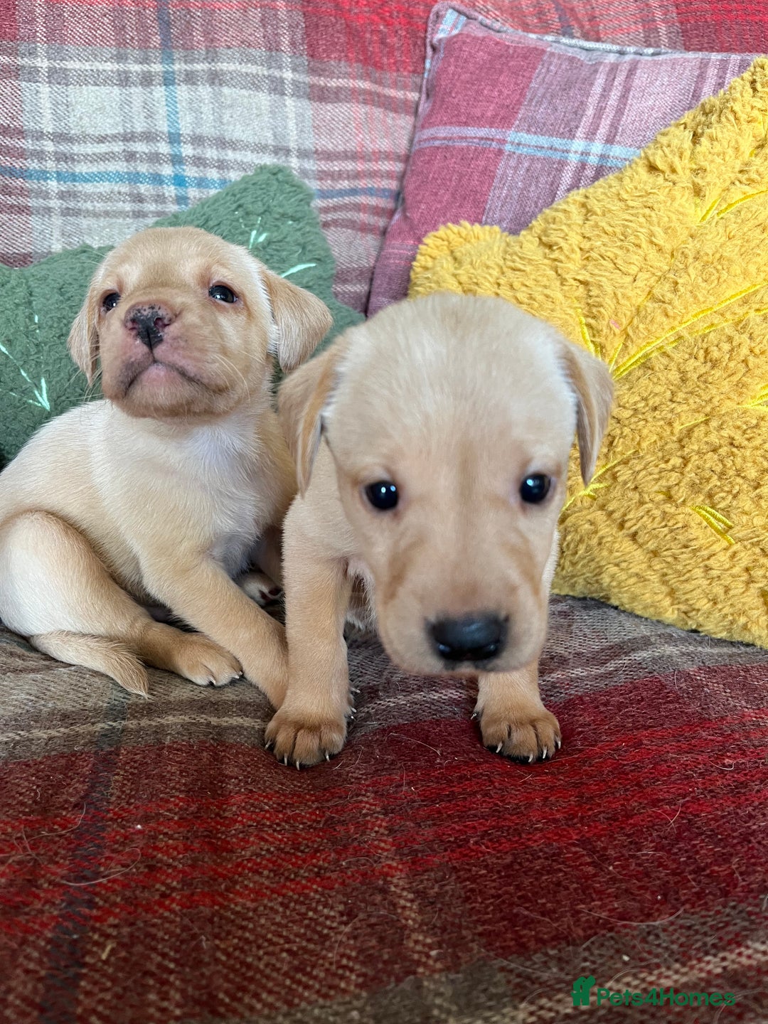Labrador Retriever dogs for sale: Delightful Yellow Labradors Puppies - Image 7