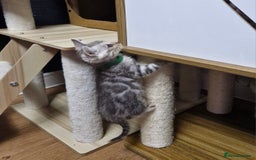 Bengal cats for sale: TICA Genetic & Health Tested Bengal Kittens  - Image 21