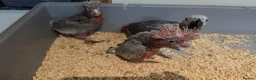 Cockatoo birds for sale: Hand-Raised cockatoo Galah Baby Parrot - Advert 3