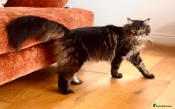 Maine Coon cats for sale: Beautiful Maine Coon Male - Image 5