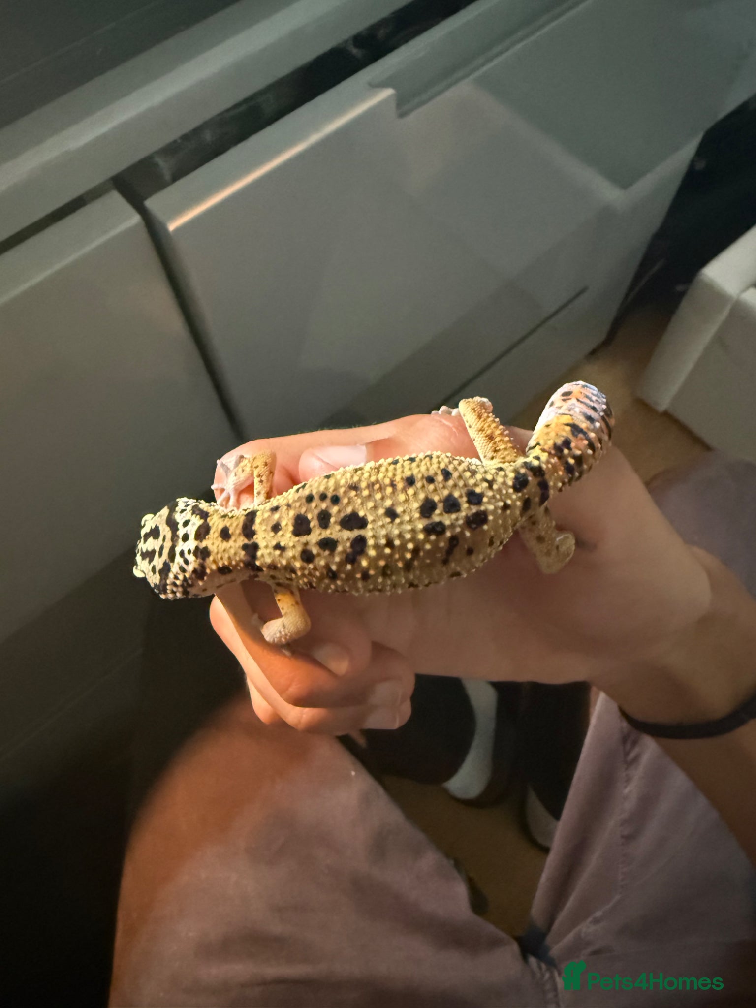 Leopard Gecko reptiles Normal Leopard Gecko - Advert 2