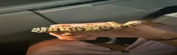 Leopard Gecko reptiles for sale: Normal Leopard Gecko - Advert 2