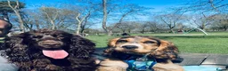 Cocker Spaniel dogs for sale: 🐾 Stunning Show type Cocker spaniels 🐾 - Advert 11