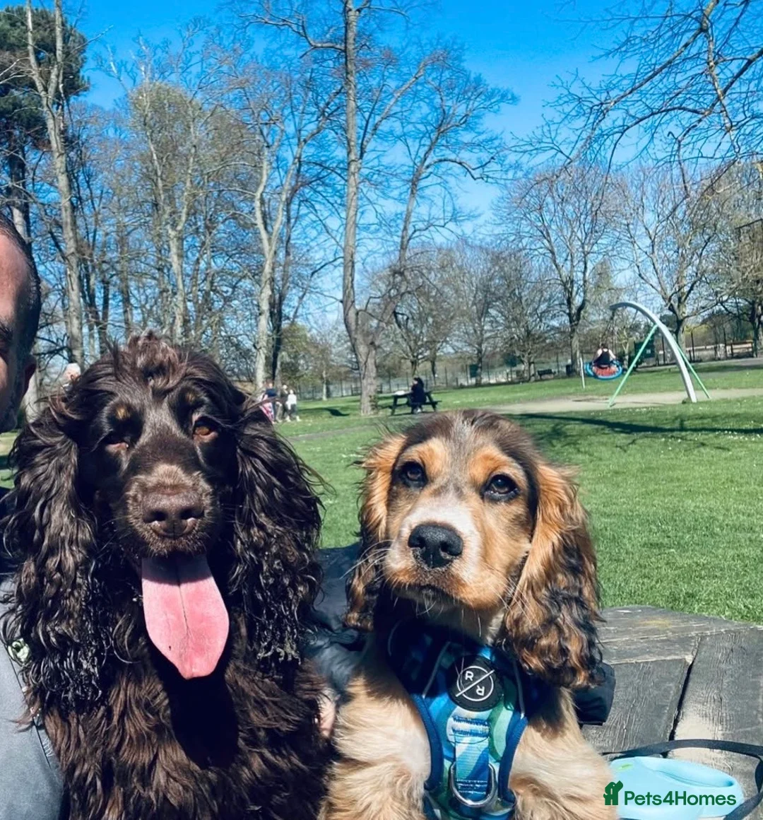 Cocker Spaniel dogs for sale: 🐾 Stunning Show type Cocker spaniels 🐾 - Advert 11