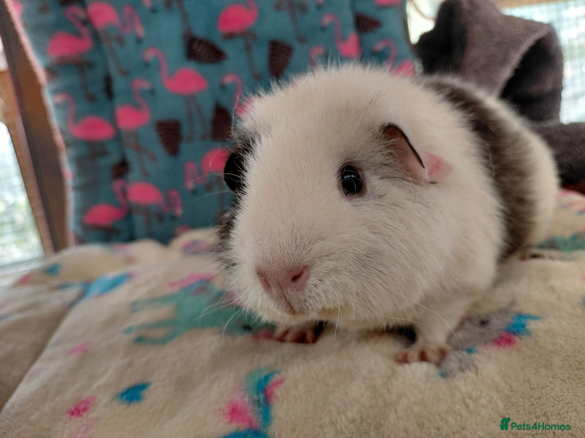 Guinea Pig rodents Young Teddy Sow RTL - Advert 7