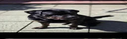 Mixed Breed dogs for sale: Rotweiller Cross ( 5 years old )  in Dagenham - Advert 7