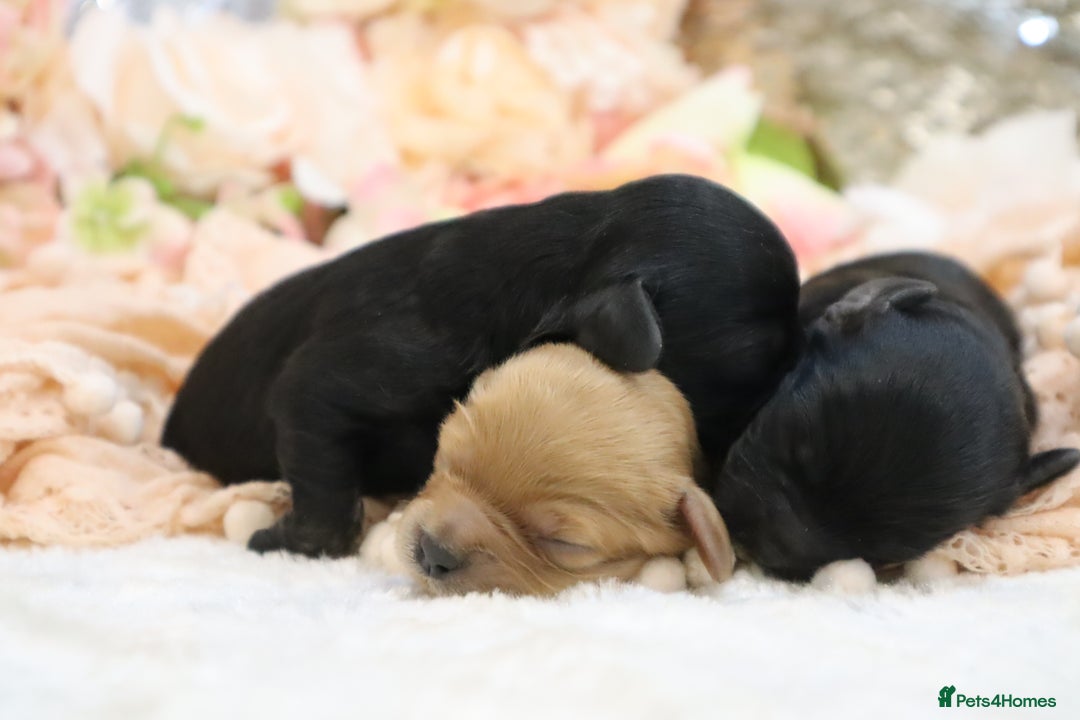 Cavapoo dogs for sale: Health Tested Cavapoo Puppies - Image 24