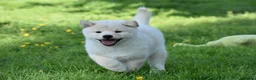 Japanese Shiba Inu dogs for sale: Exceptional Japanese Shiba Inu Puppies - Advert 40