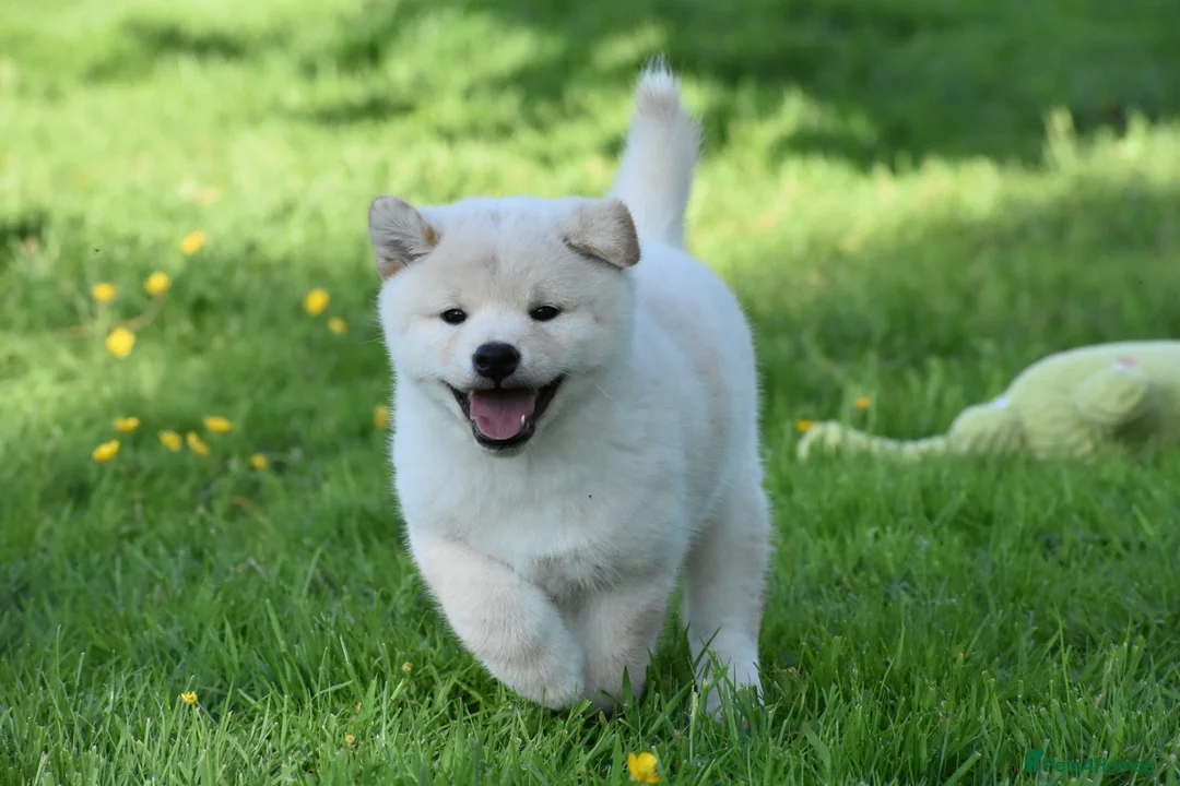 Japanese Shiba Inu dogs for sale: Exceptional Japanese Shiba Inu Puppies - Advert 40