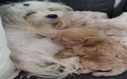 Maltipoo dogs for sale: F1 tiny maltipoo teddies  - Image 12