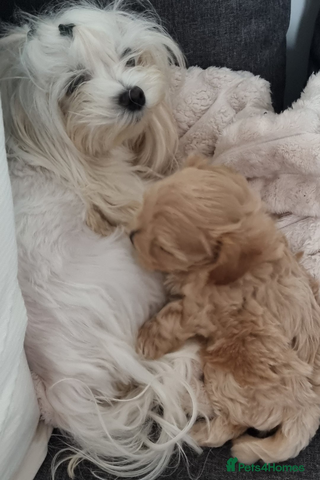 Maltipoo dogs for sale: F1 tiny maltipoo teddies  - Image 12