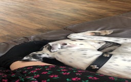 Greyhound dogs for sale: Rio - greyhound - Image 4