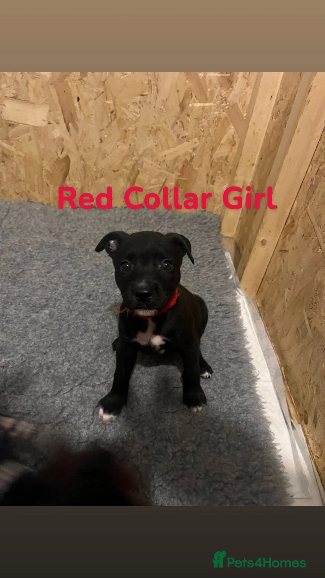 Mixed Breed dogs for sale: 2 Lurcher x Staffy pups left - READY TO LEAVE! - Advert 15