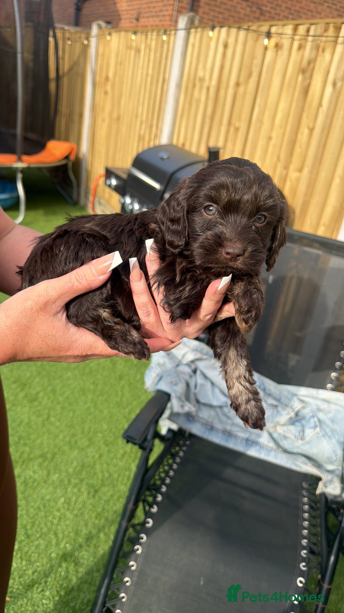 Cockapoo dogs Gorgeous Miniature Cockapoo Puppies 🐾 - Advert 1