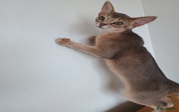 Abyssinian cats for sale: Blue Abyssinian male kittens - Image 1
