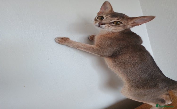 Abyssinian cats - Advert 1