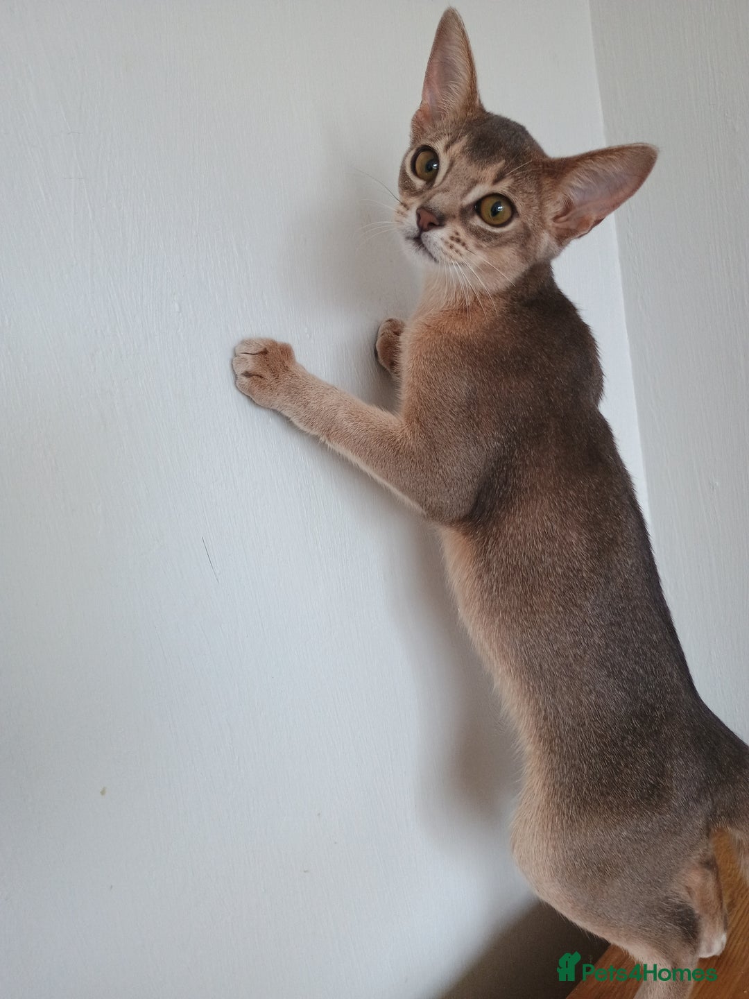 Abyssinian cats for sale: Blue Abyssinian male kittens - Image 1
