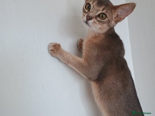 Abyssinian cats - Advert 3