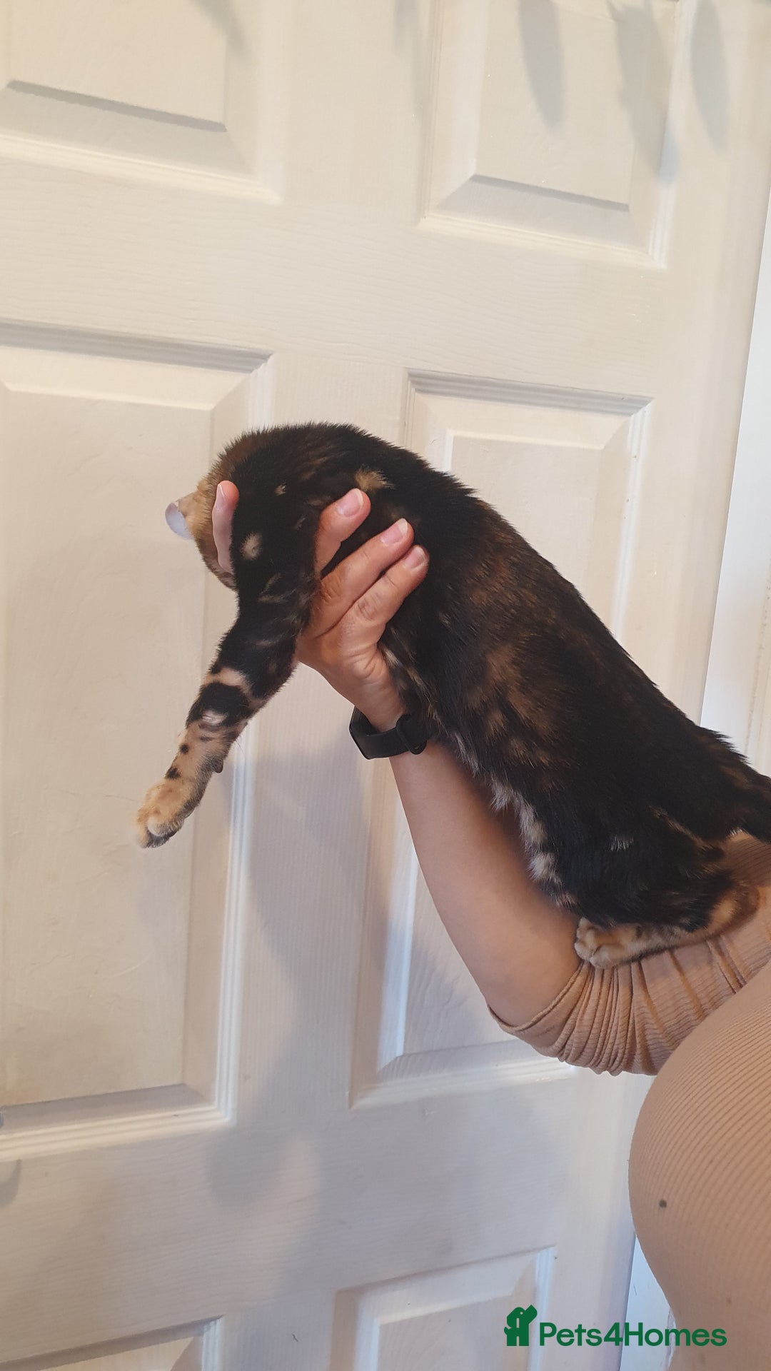 Bengal cats for sale: Pedigree Bengal Kittens - Advert 19