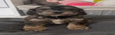 Cockapoo 1