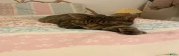 Mixed Breed cats for sale: Mixed tabby/bengal - looking for countryside home - Advert 3