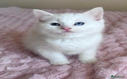 Ragdoll cats for sale: Ragdoll Cross Maine Coon Kitten - Image 2