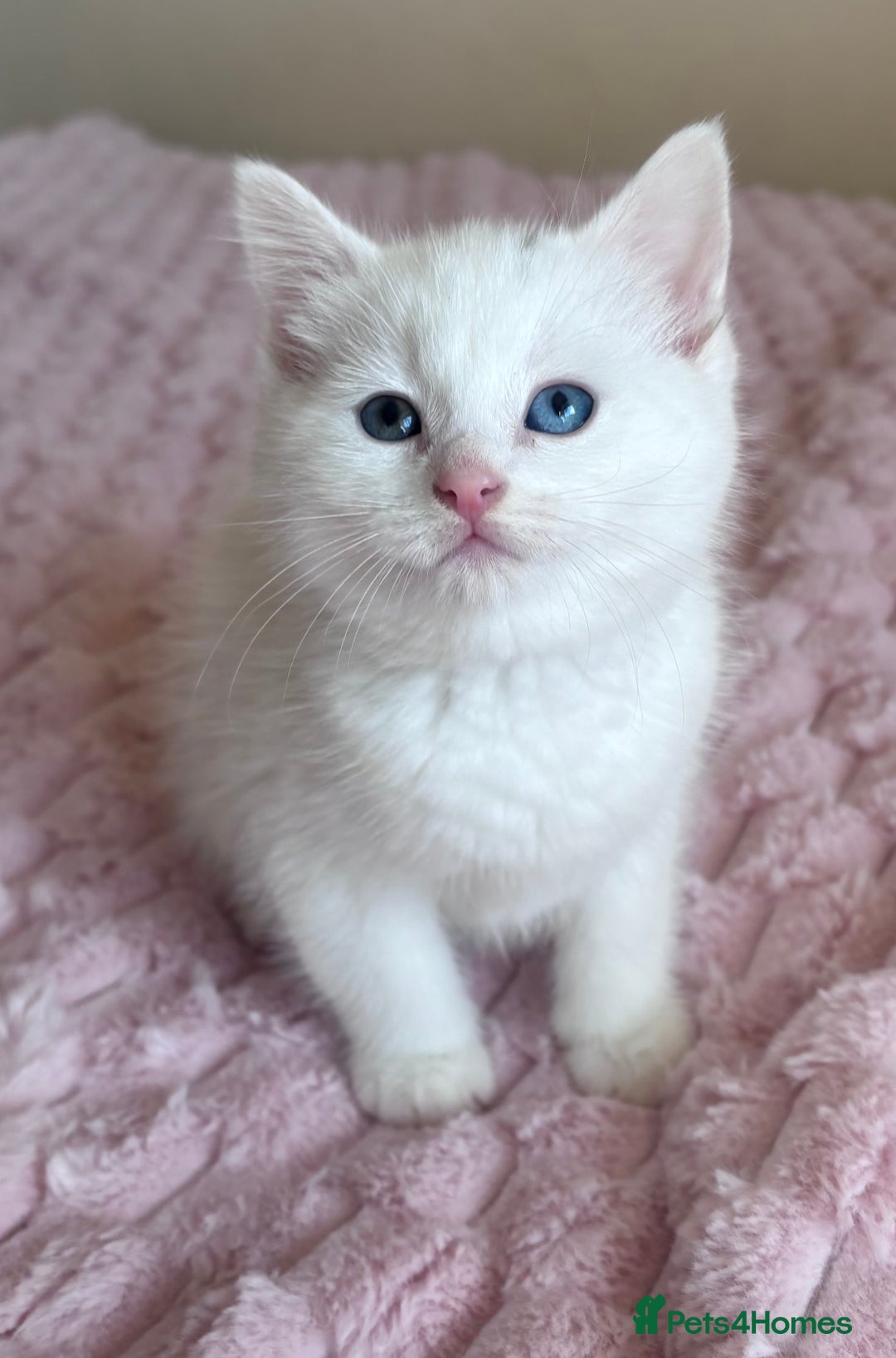 Ragdoll cats for sale: Ragdoll Cross Maine Coon Kitten - Image 2