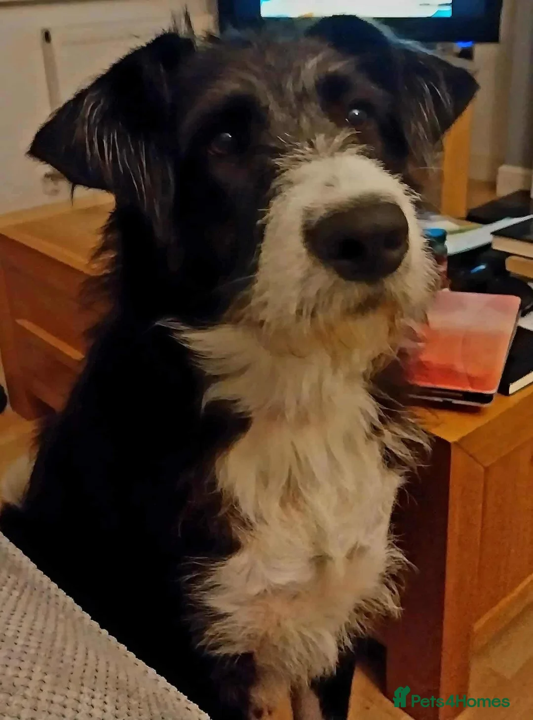 Mixed Breed dogs for adoption: Meet Mitzie,currently residing in Liverpool  in Liverpool - Advert 6