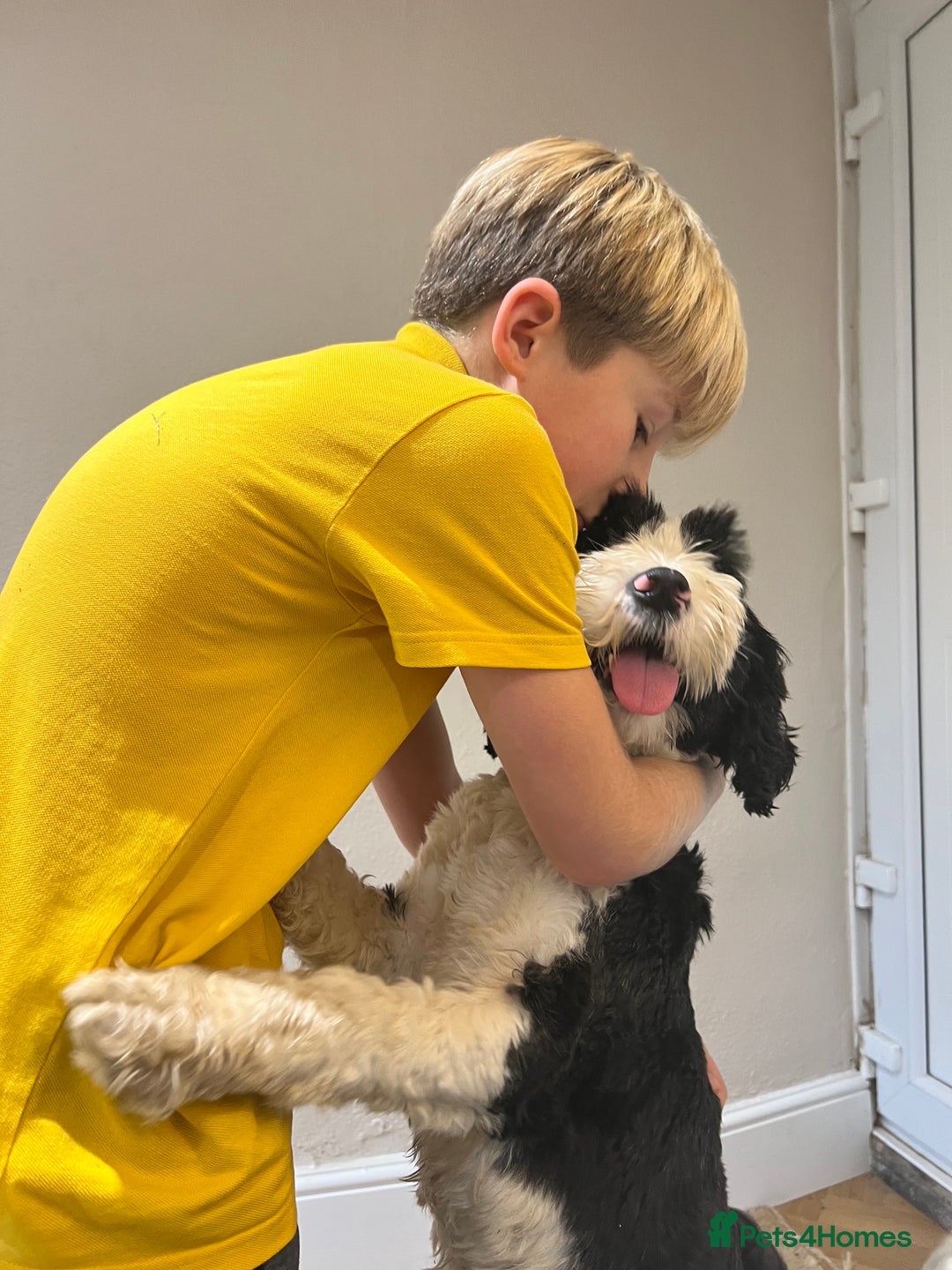 Tibetan Terrier dogs for sale: KC fully health tested exceptionally bred Tibetan  - Advert 17