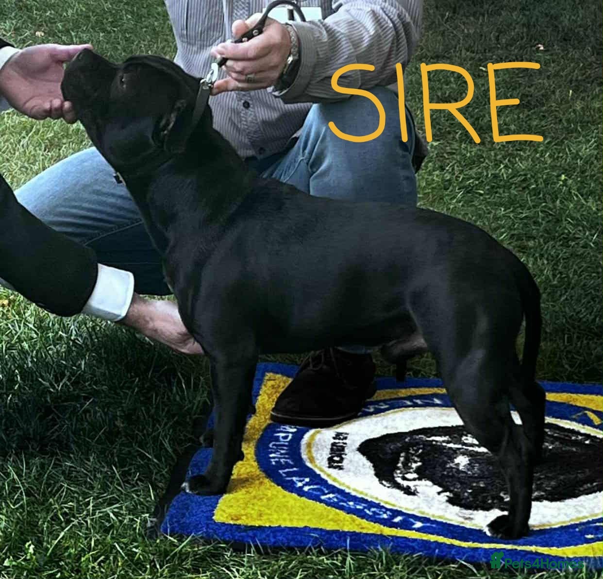 Staffordshire Bull Terrier dogs Show Quality Champions bloodline staffy puppies  - Advert 1