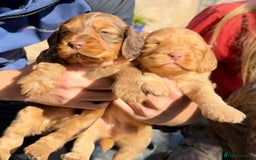 Cockapoo dogs for sale: F1BB Cockapoo Pups  - Image 8