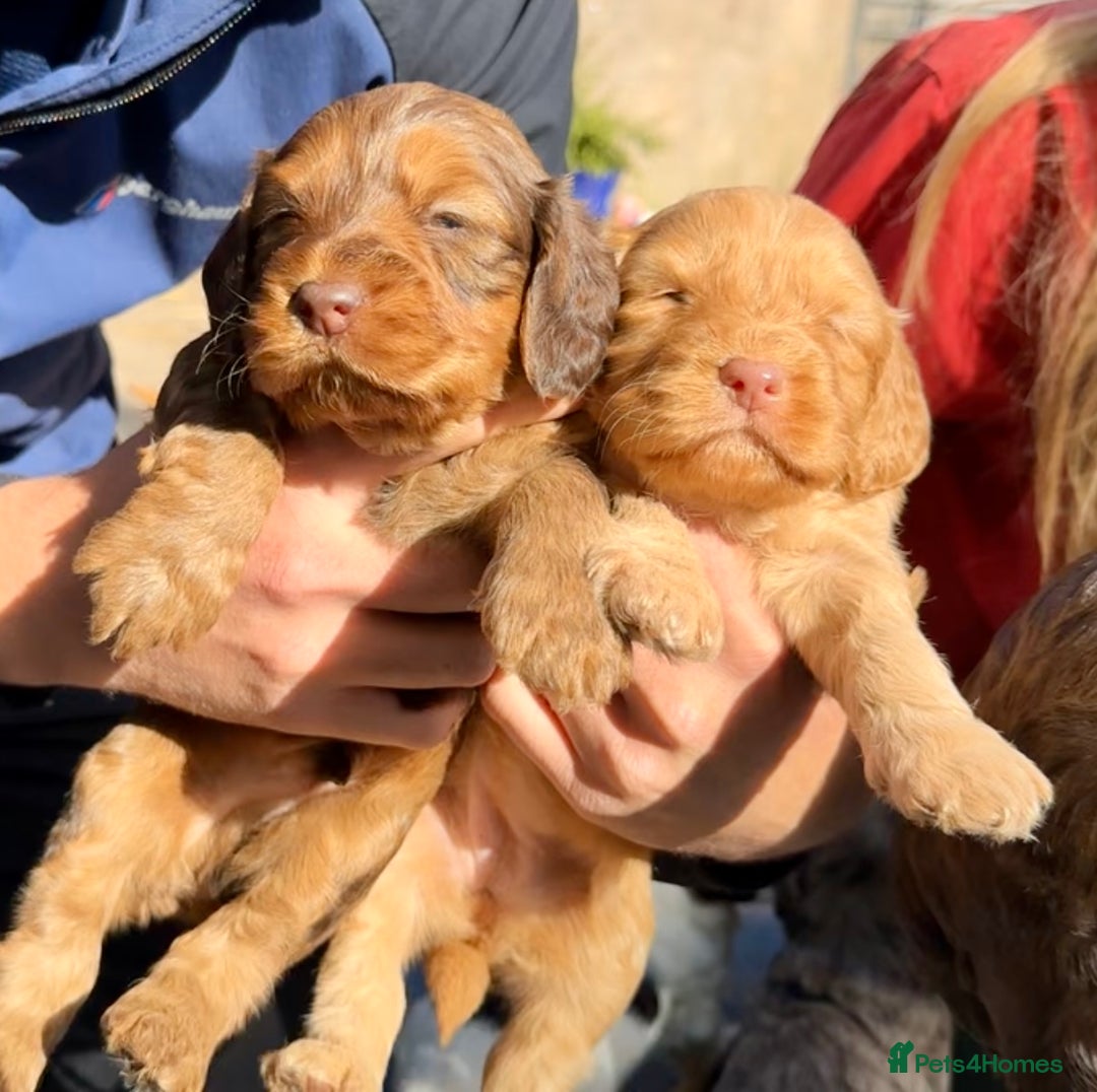 Cockapoo dogs for sale: F1BB Cockapoo Pups  - Image 8