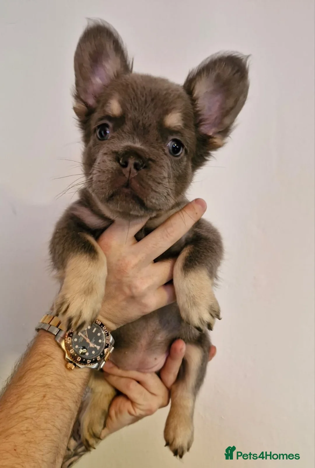 French Bulldog dogs for sale:  Lilac & Tan Fluffy French Bulldog for Sale. - Advert 3