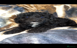 Cockapoo dogs for sale: Cockapoo puppies  - Image 4