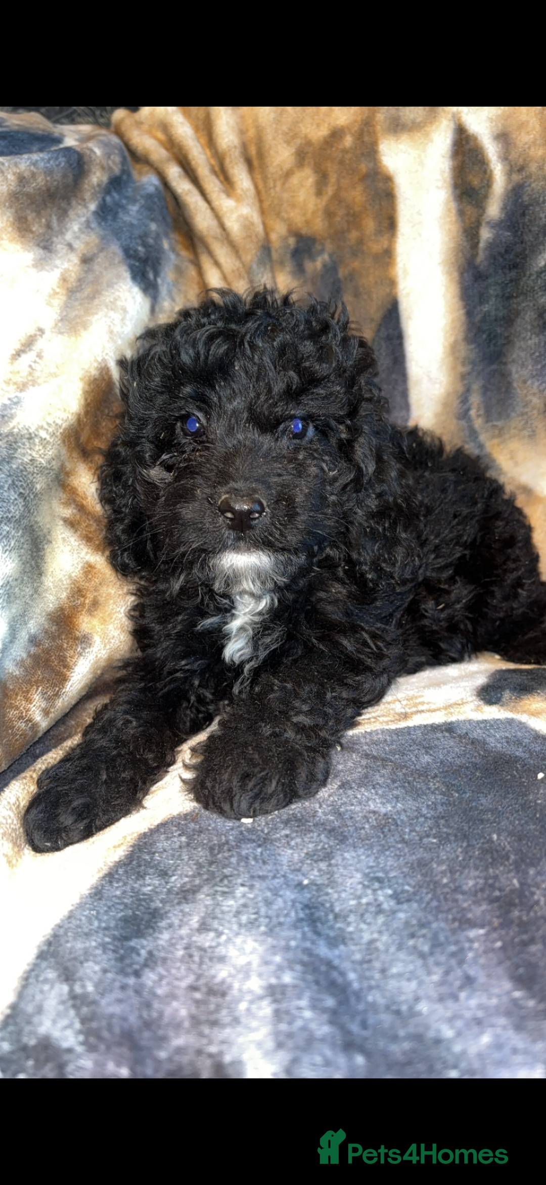 Cockapoo dogs for sale: Cockapoo puppies  - Image 4