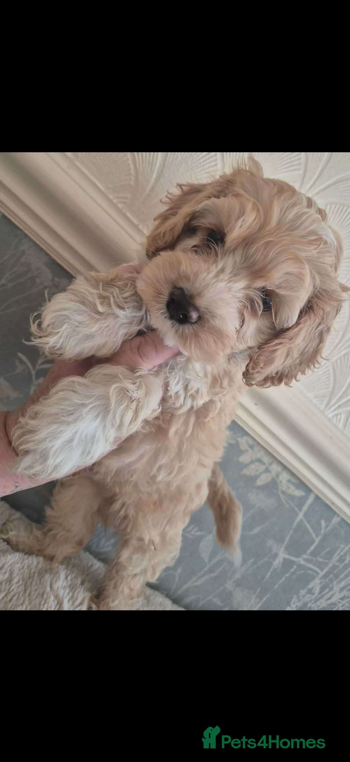 Cockapoo dogs Beautiful yankiepoo puppies - Advert 2