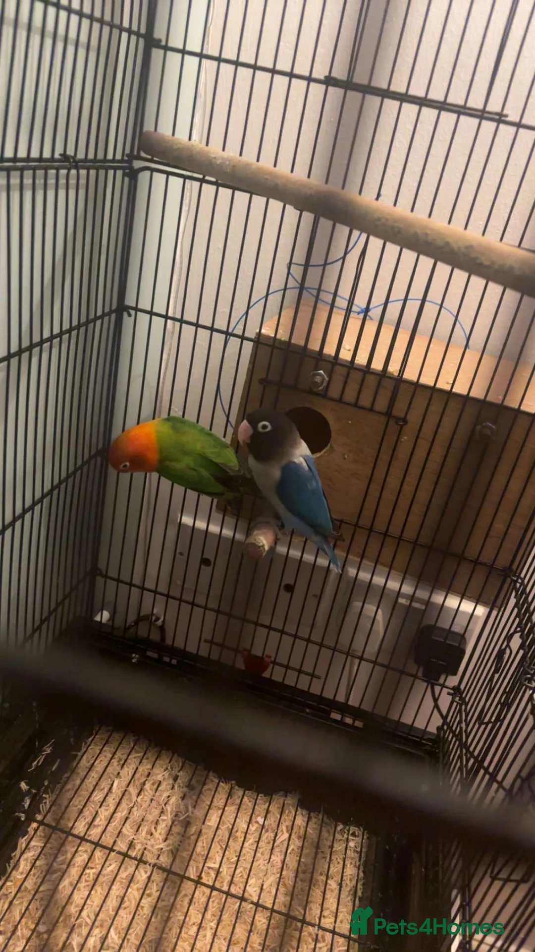 Lovebirds birds for sale: Love bird  - Advert 3