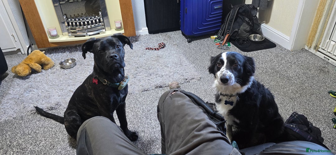 Cane Corso dogs for sale: Cane corso (brindle) female 7 month old - Image 4