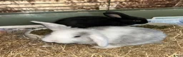 Mini Lop rabbits for sale: Mini lop bunnies for sale  - Advert 8