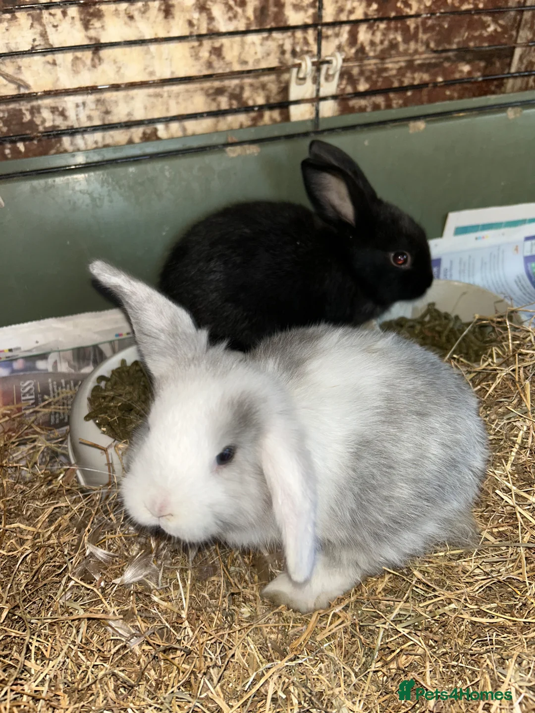 Mini Lop rabbits for sale: Mini lop bunnies for sale  - Advert 8
