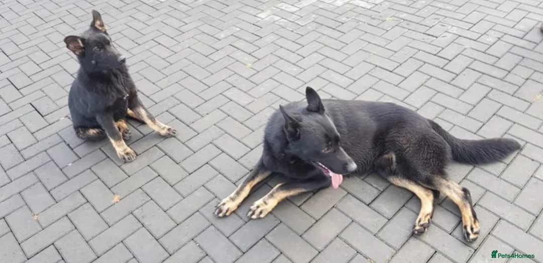 German Shepherd dogs for stud: Czech German Shepherd stud in Newport - Advert 8