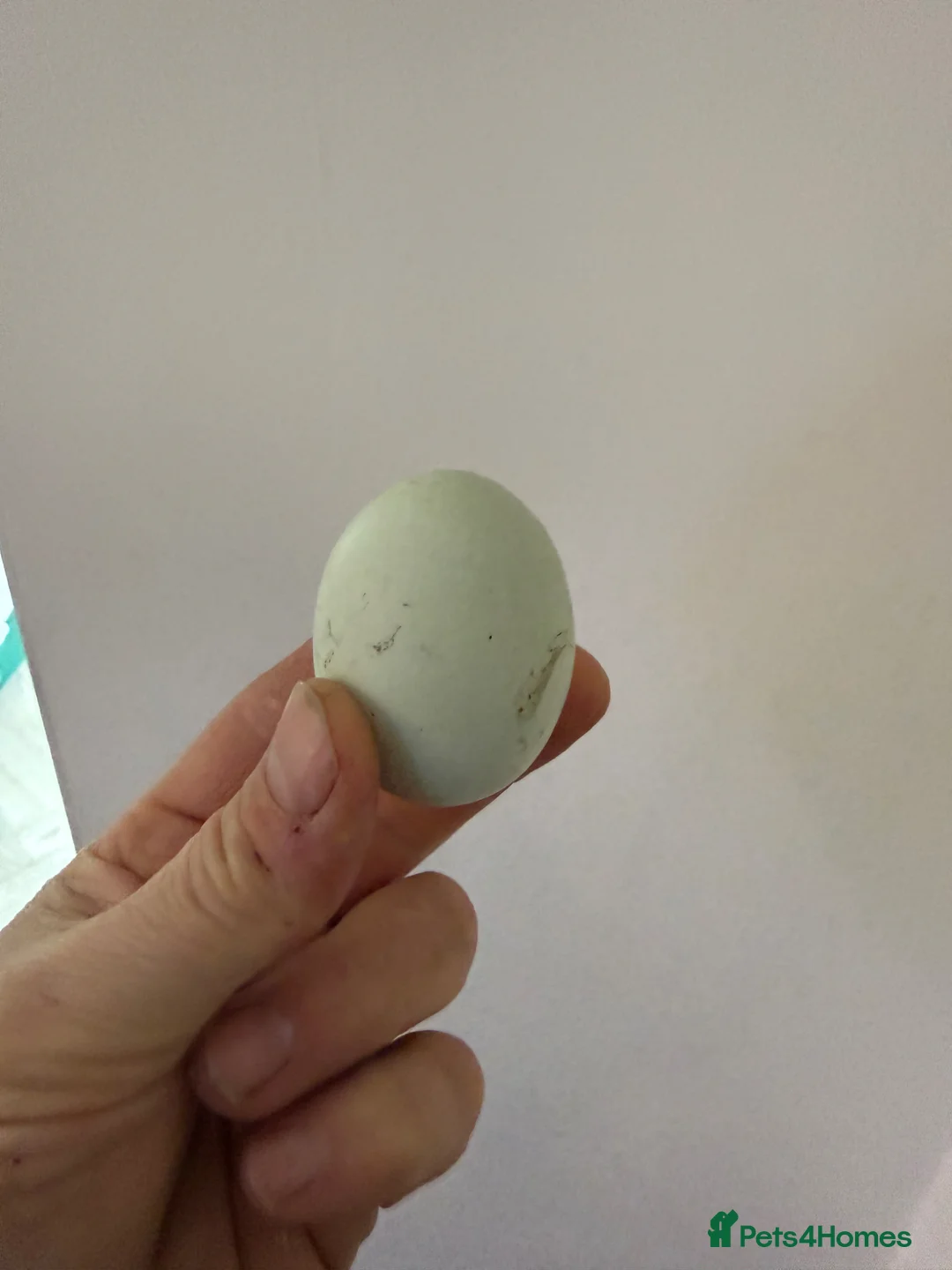 Chickens poultry for sale: Cheshire blue - Advert 4