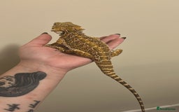 Bearded Dragon reptiles for sale: Female beardie + set up - Image 4