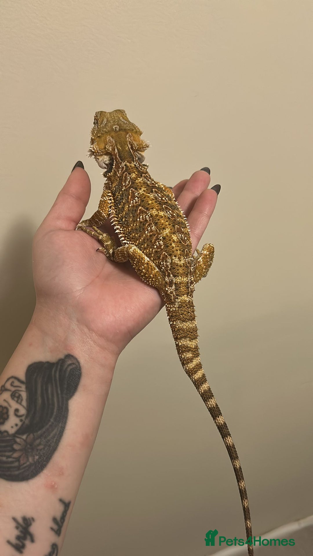 Bearded Dragon reptiles for sale: Female beardie + set up - Image 4
